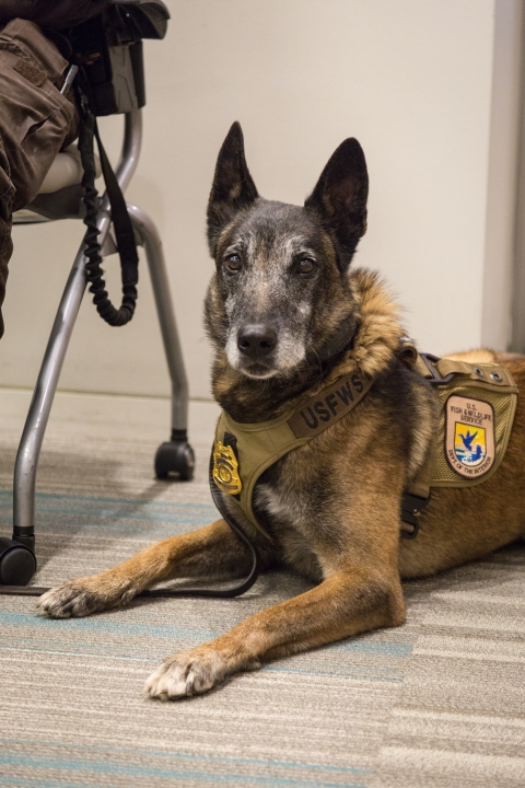 USFWS canine