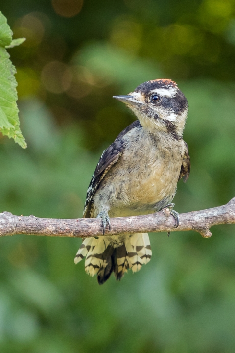 Downy woodpecker