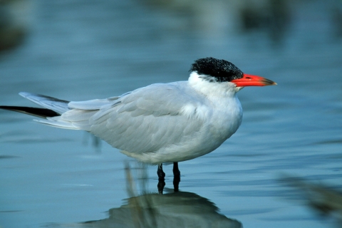 Caspian Tern