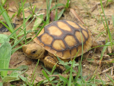 Young gopher tortoise is walking through grasses found in the longleaf ecosystem.