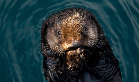 A brown otter, photographed from above, floats face up in the water