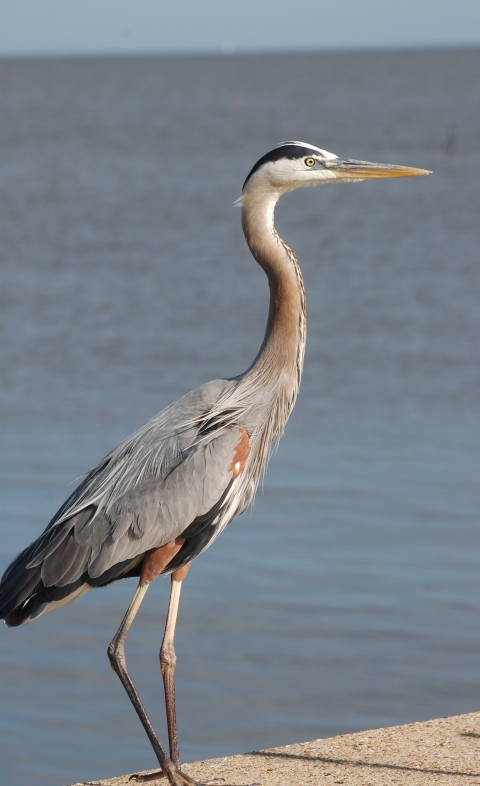 Great heron on a doc at GUIS