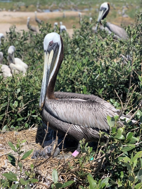 Brown pelican A04 nesting on Queen Bess Island