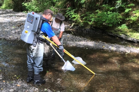 Fisheries Technicians electrofishing the Tsoo-Yess River for Coho Salmon juveniles