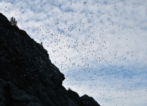 Black-legged Kittiwakes flush in Glacier Bay, Alaska