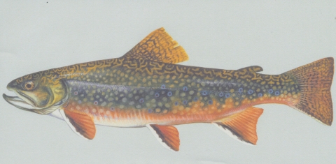 Brook Trout