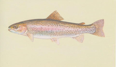 Rainbow Trout