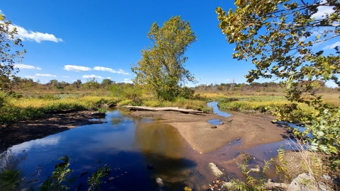 Wetland habitat at Occoquan Bay NWR