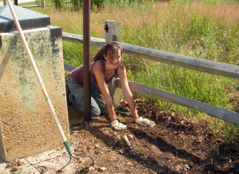 Volunteer moving mulch in a garden