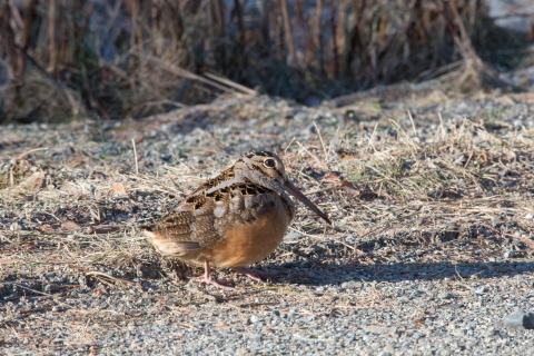 American woodcock at edge of road