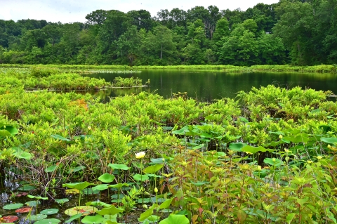 Little Creek Marsh at Mason Neck NWR