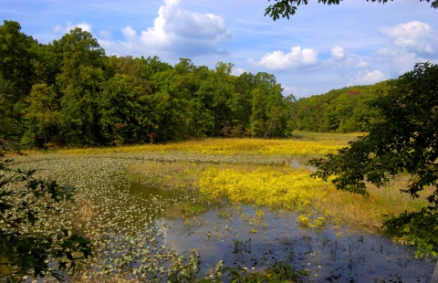 A view of Great Marsh at Mason Neck NWR.