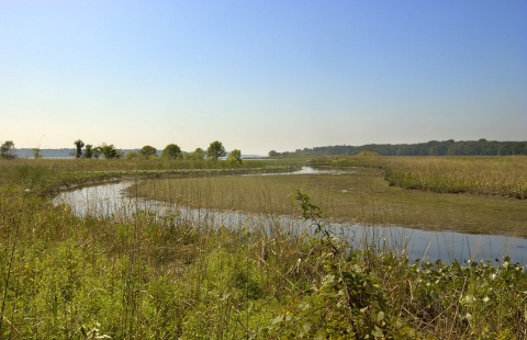 A view of distant open water at Mason Neck NWR