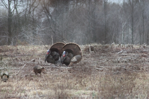 Five wild turkeys at Occoquan Bay NWR