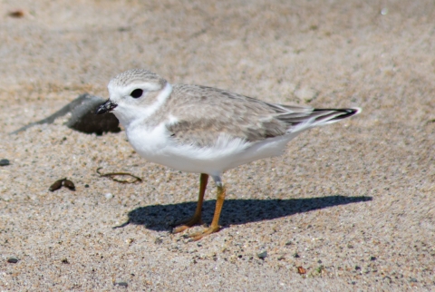 Piping plover on beach