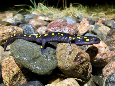 Spotted Salamander