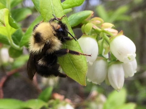 Fernald's Cuckoo Bumble bee at Missisquoi NWr