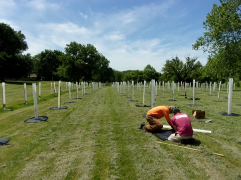 Planting trees in flood plains