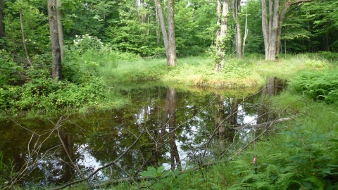 Vernal pool at Putney Mountain