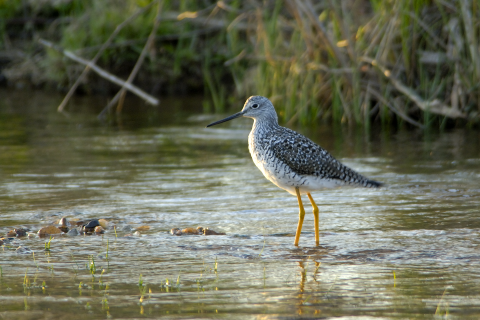 A yellowlegs bird wading in water.