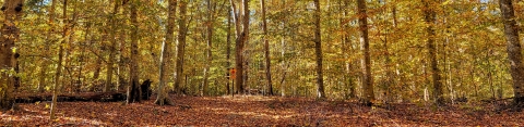 A view down a trail cutting through a forest with golden foliage.