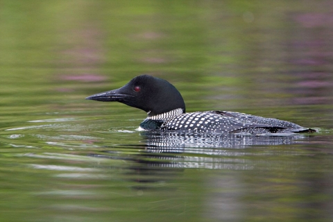 Common loon