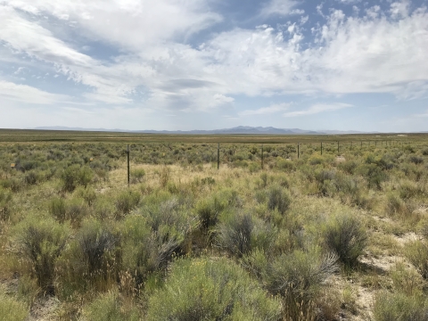 Landscape view of green sagebrush underneath a blue sky filled with fluffy clouds.