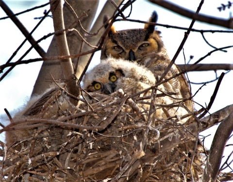 A large adult Great horned owl and a small downy owl chick sit in a large nest of sticks.