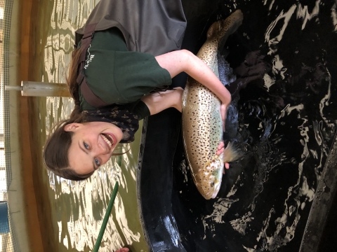 North Attleboro National Fish Hatchery volunteer Emma helping us out with our Atlantic Salmon 