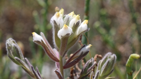 Image of the federally endangered Salt Marsh bird's beak plant