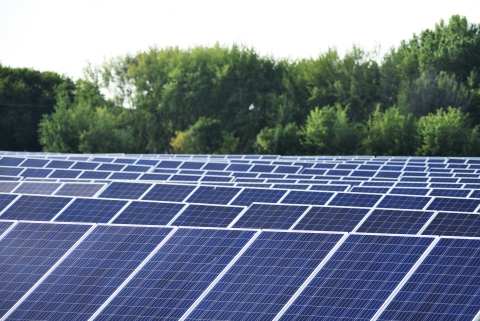 A field of solar panels lined by trees