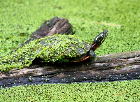 Eastern Painted Turtle