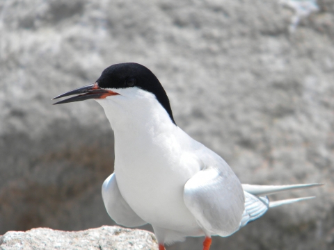 A picture of a roseate tern, and black and white bird on a beach