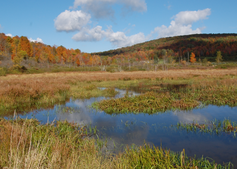 Wetland Project Site