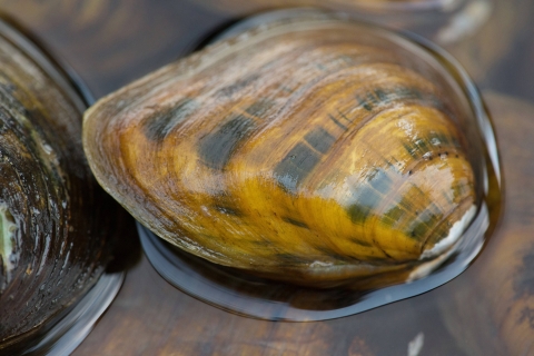 A picture of a clubshell mussel, a shiny brown and black mussel shell