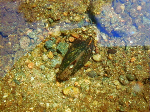 A picture of a dwarf wedgemussel, a small dark mussel underwater