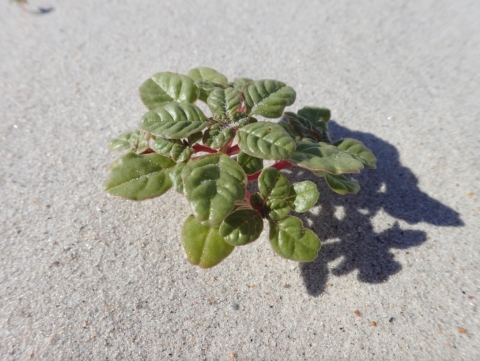 A picture of seabeach amaranth, a low-growing coastal plant in the sand with green leaves and red stems