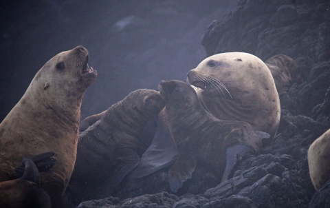 Large sea lions and their pups rest on an offshore rock