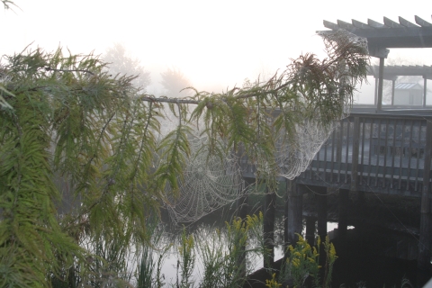 A beautiful spider web at the Cameron Prairie NWR Visitors Center. 