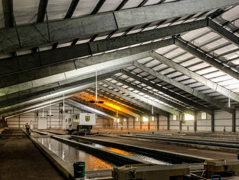 A cavernous, bare-bones, metal building houses many different fish production pools. A trailer with the Fish and Wildlife logo sits inside with several people attending the pools on either side of it.