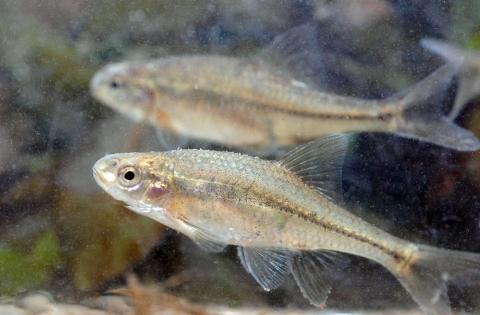 Pair of oregon chub swimming