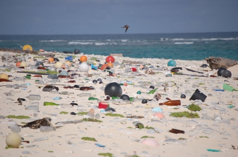 Beach strewn with littler at Laysan Island in Papahanaumokuakea Marine National Monument