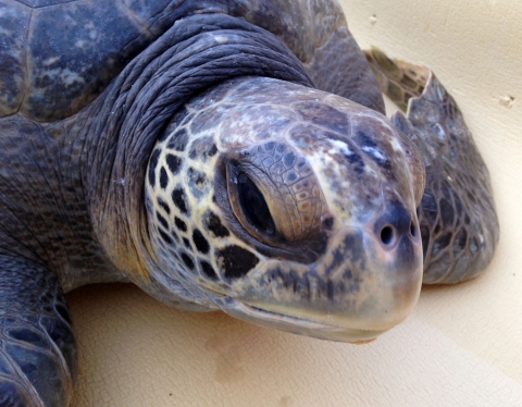 Close-up of the head of a rescued green sea turtle in Canada