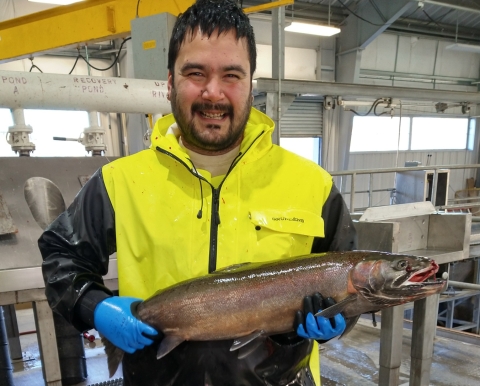 Makah National Fish Hatchery staff member poses with a steelhead on spawning day.