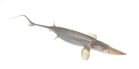 A juvenile pallid sturgeon on a white background