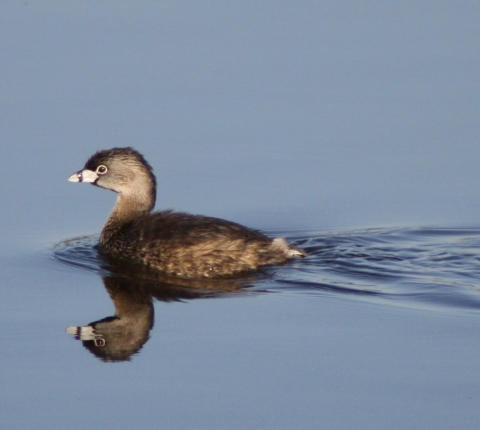 Pied-Billed Grebe