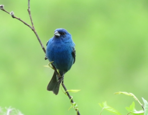 Indigo bunting in tree at Muscatatuck NWR