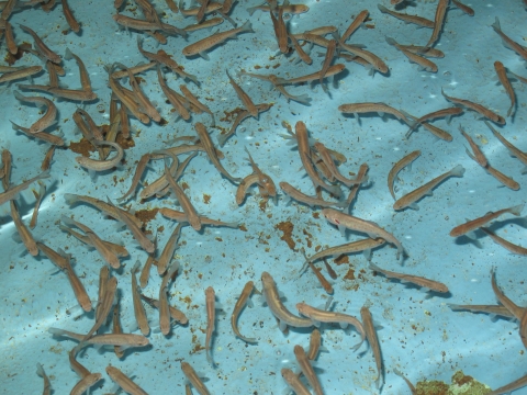 Greenback Cutthroat Trout at Leadville National Fish Hatchery