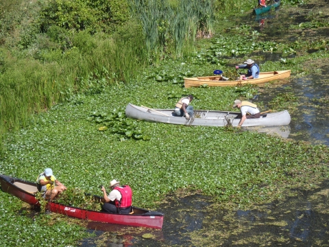 Water Chestnut Volunteers