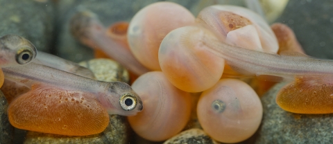 Developing coho salmon eggs and larvae taken at Quilcene National Fish Hatchery